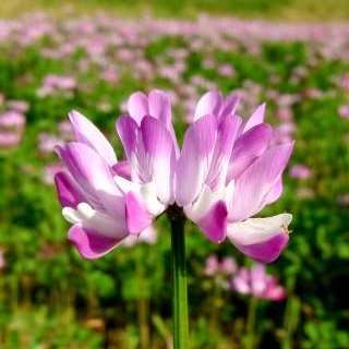 れんげ花