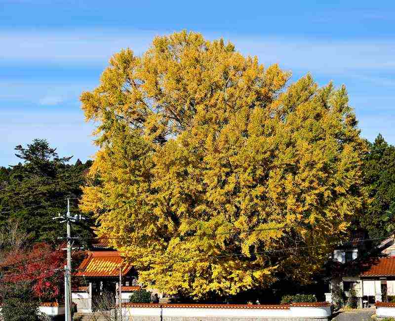 浄善寺 大イチョウ 2022年11月25日