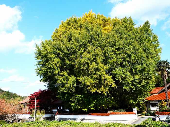 浄善寺大イチョウ 2025年11月14日
