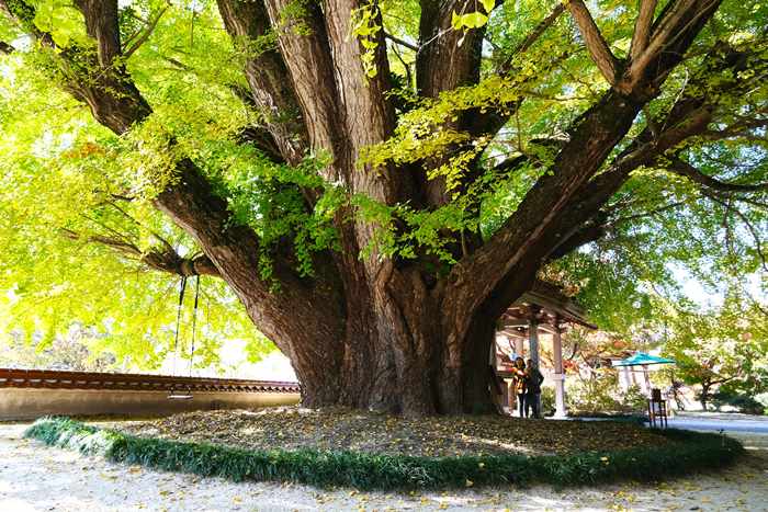 浄善寺大イチョウ 2025年11月16日