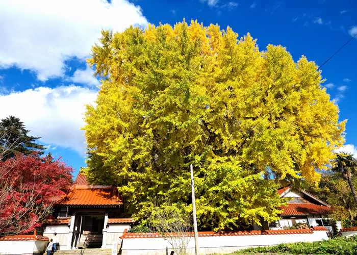 浄善寺大イチョウ 2025年11月23日