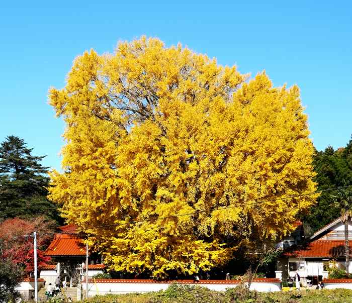 浄善寺大イチョウ 2025年11月23日