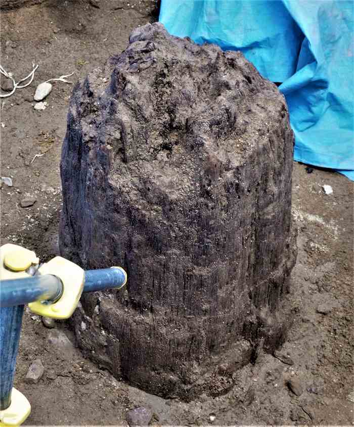 縄文の森・三瓶小豆原埋没林・埋め戻して10年
