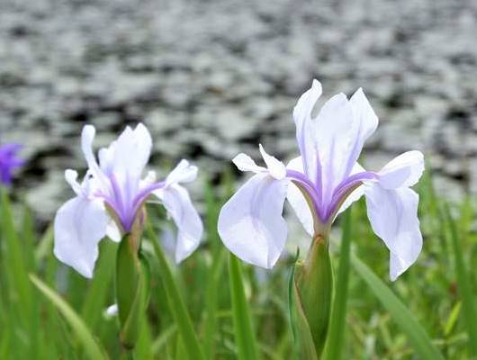 三瓶山 カキツバタ 姫逃池