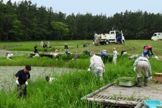 三瓶山 姫逃池カキツバタの保全作業 三瓶山 姫逃池カキツバタの保全作業