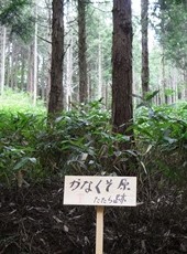 （たたら跡）