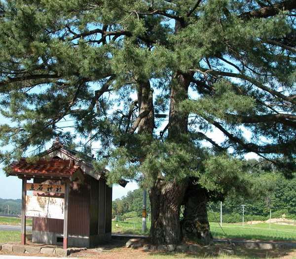 立石神社の松