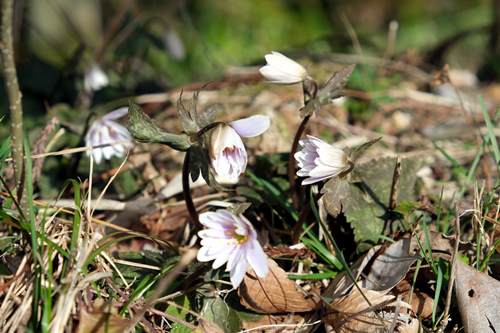 北三瓶 ユキワリイチゲ 2026年3月5日