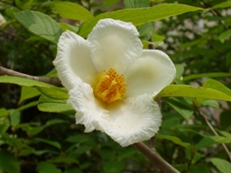 �Ђ߂����(�Ē�)