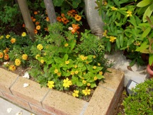 �������|�W�E���E�}���[�S�[���h�E�W�j�A