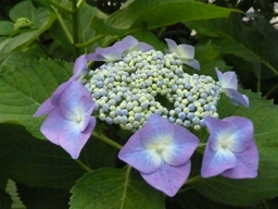 �K�N�A�W�T�C�P