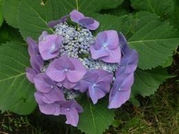 �K�N�A�W�T�C�Q