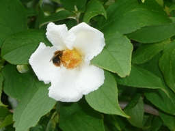 �Ђ߂����ɋY���I