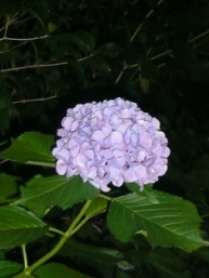 ��̃A�W�T�C