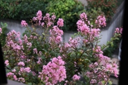 ���邷�ׂ�