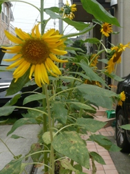 ���Ă̂Ђ܂��