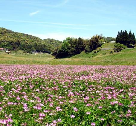 レンゲ米の里