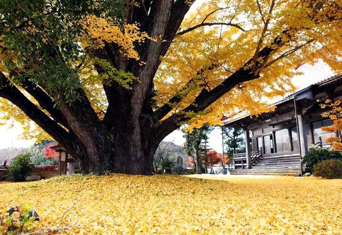 浄善寺の大イチョウ