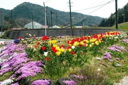 お花畑と夕日