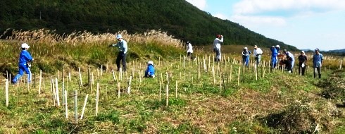 オキナグサ移植事前作業