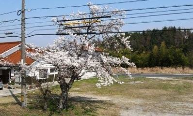 多根小学校の桜（統合後）