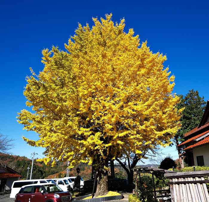 徳善寺の大イチョウ