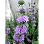 ペニーロイヤルミントの花