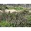 ジャンボにんにく＆ヒメオドリコソウの春＠ブルーベリー畑