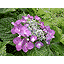 紫陽花開花