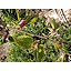 クリタマバチin栗の新芽。これはもうだめかも。