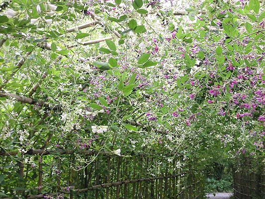 ���̃g���l��