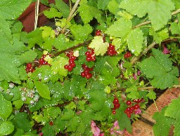 �J�V�X�̎�