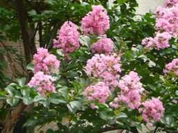 �S���g�i���邷�ׂ�j