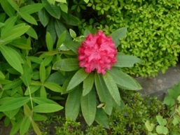 �V���N�i�Q