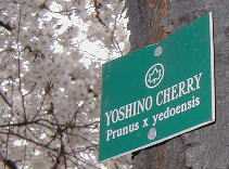 YOSHINO