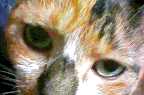 beautiful cat