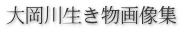 �f�W�J������