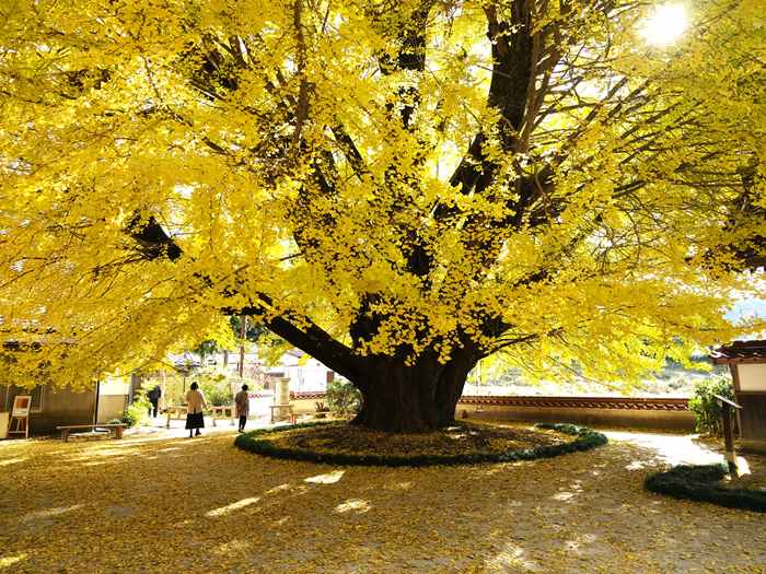 浄善寺大イチョウ 2024年12月02日