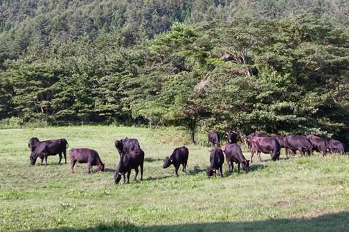 西の原 牛の放牧