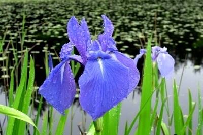 三瓶山 カキツバタ紫 姫逃池
