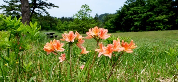 レンゲツツジ　大田市の花