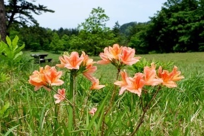 レンゲツツジ　大田市の花