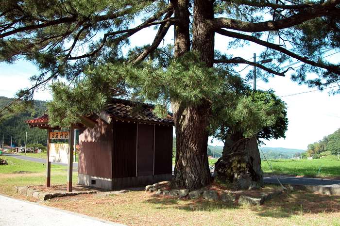 立石神社の松