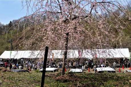 上山の桜