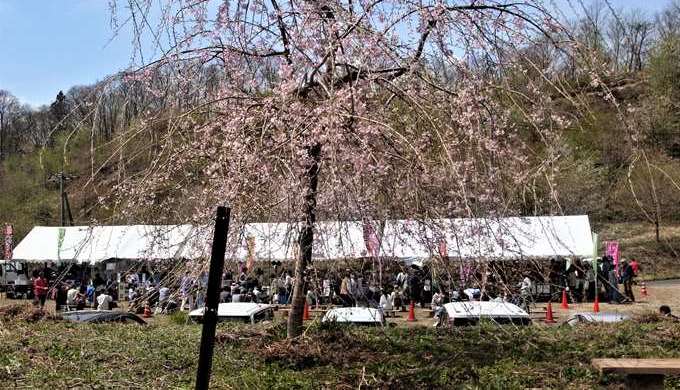 上山の桜公園