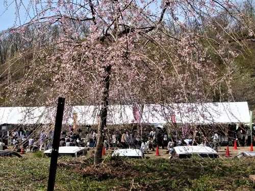 上山の桜公園