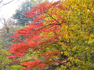 摜2006.11.4 048