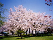北海道の桜１