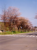 登別への道中桜