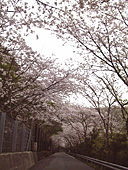 川奈の桜並木
